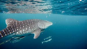 Image: A shark swimming near the surface of the ocean, one of the many sharks who inspired the Sharklet antibacterial pattern.