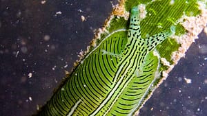 Image: close shot of an eelgrass sea hare!