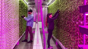 Image: two young farmers picking basil in a Square Roots container!