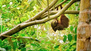 Image: A sloth hanging from a tree in Costa Rica