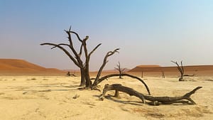 Image: Dry, dead tree in the middle of the sandy, desolate, Namib Desert