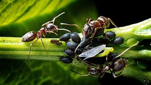 Image: ants caring for ant cows (a.k.a. aphids)!