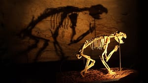 Image: skeleton of marsupial lion
