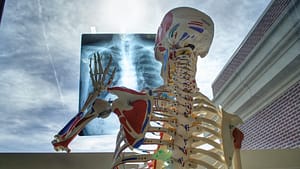 Image: Plastic skeleton holding an X Ray up to a window