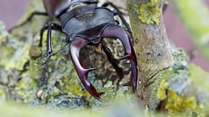 Image: Stag beetle