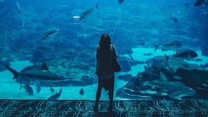 Image: A woman standing in front of a large aquarium tank, looking up in wonder.