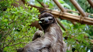 Image: Sloth sitting up in a tree looking at the camera