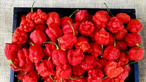 Image: a plate of Carolina Reapers