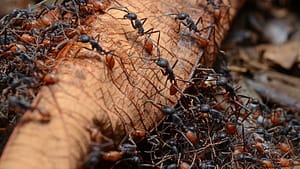 Image: army ants moving