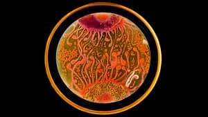 Image: bacteria art