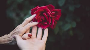 Image: An older and and a younger hand reach out to touch a red rose