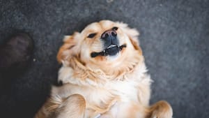 Image: Golden Retriever laying on her back and smiling up at the camera.