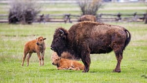 Image: One adult bison and two bison calves, roaming in a field of green grass.