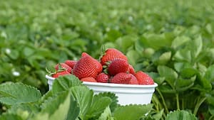 Image: Strawberries in a bucket sitting in a field