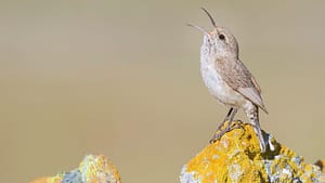 Image: Rock wren singing on a rock