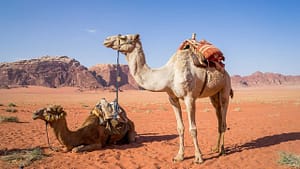 Image: Two camels in the desert