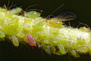 Image: Stem with aphids on it