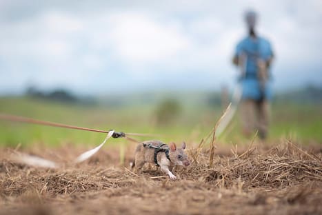 Image: A rat sniffing around in a minefield, wearing a harness directed by an APOPO worker.