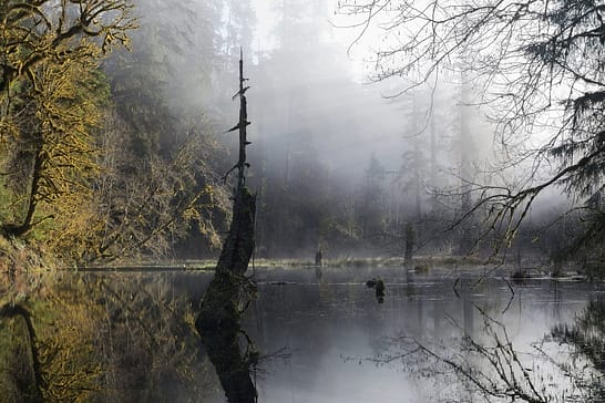 Image: Mist over a pond