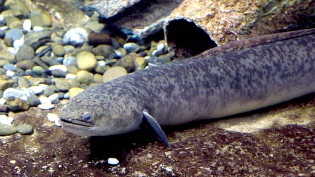 Image: Eel (technically an Anguilla marmorata)