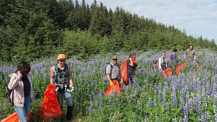 Image: A team of people walk through a field of lupine picking up trash in a national forest