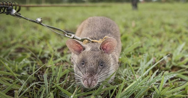 Image: HeroRAT Froome training to detect mines in Tanzania