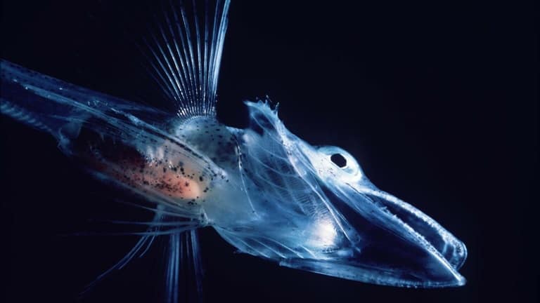 Image: young icefish in the Notothenioidei suborder