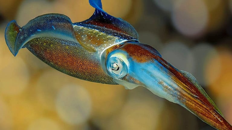 Image: close up image of a colorful squid