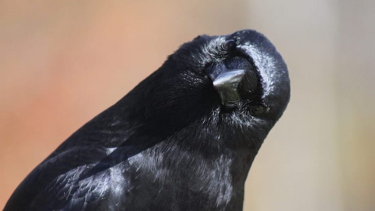 Image: Crow looking at camera
