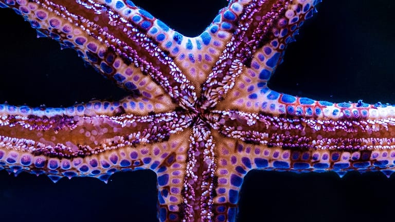 Image: close up of the underside of a starfish, where you can see the suckers