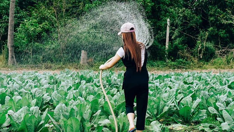 Image: A woman using plant fertilizer on her crops, the same way battery plant food will be used.