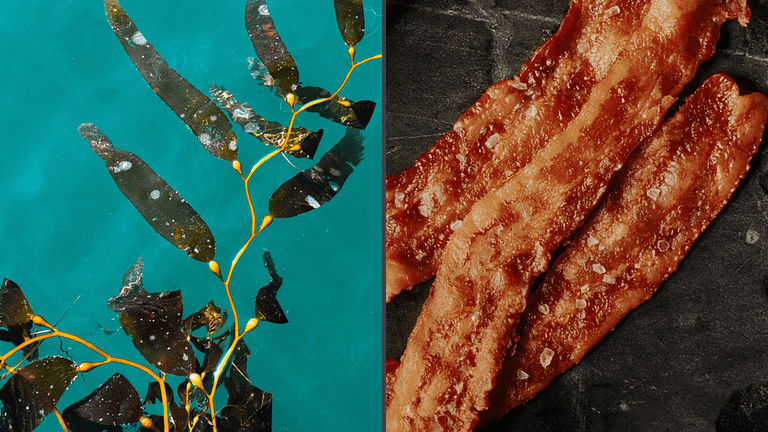 Image: A picture of kelp beside a picture of bacon, as a new kind of bacon is being made out of seaweed.
