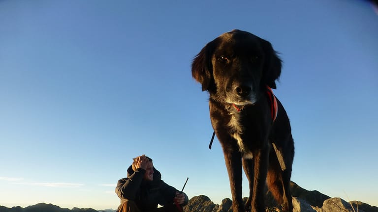 Image: Ajax the kea conservation dog