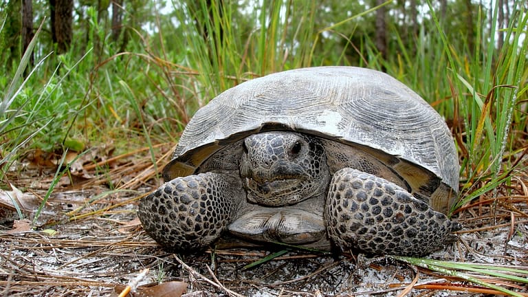 Image: Gopher Tortoise