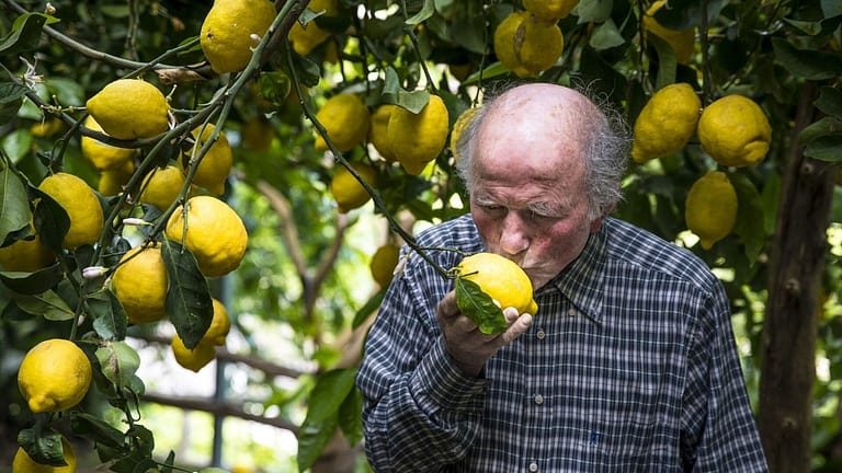 Image: Aceto kissing a lemon!