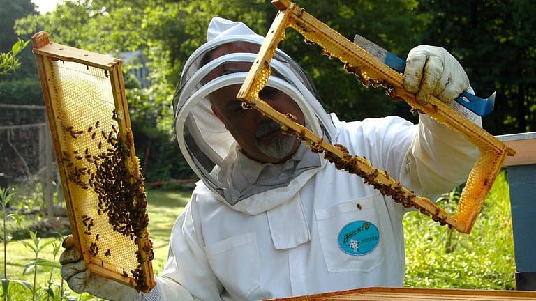 Image: a person holding up honeycomb, inspecting the hive
