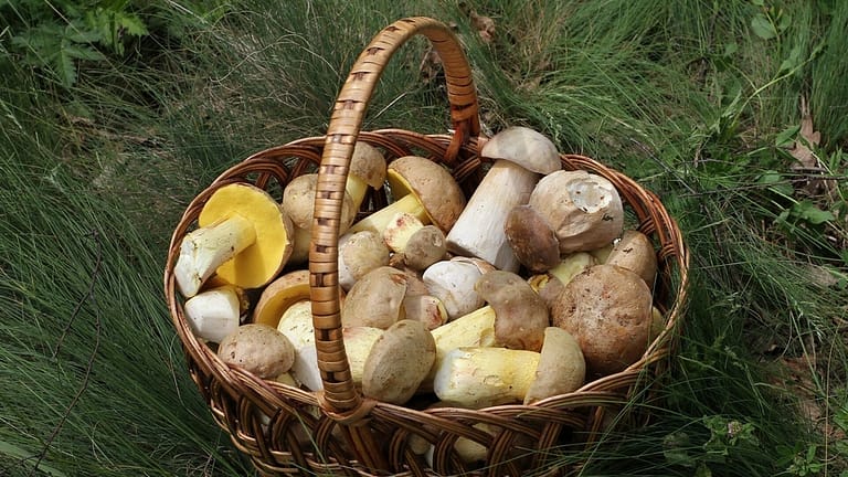 Image: Porcini mushrooms in a basket!