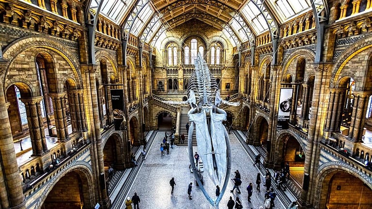 Image: Ginormous fossil hanging in the middle of a museum with golden arches