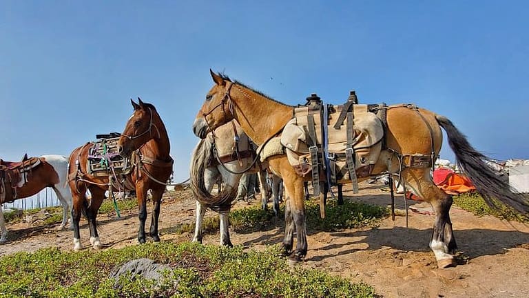 Image: Horses from Mustangs to the Rescue packing
