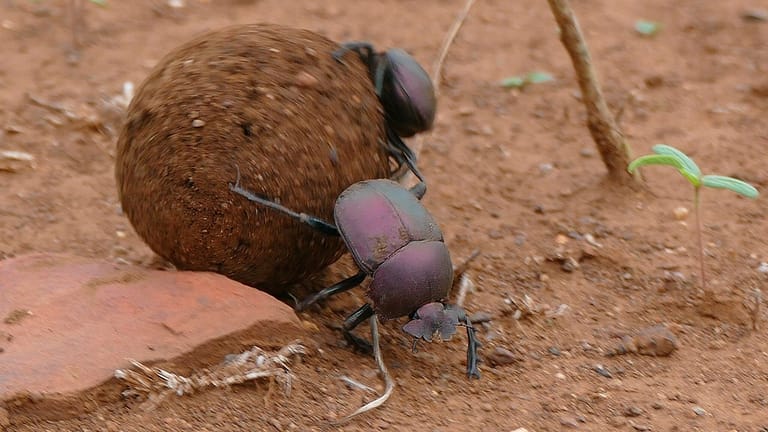Image: Two dung beetles rolling a perfect ball of dung ten times larger than they are!