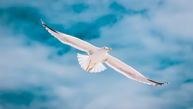 Image: Seagull flying with a blue sky in the background