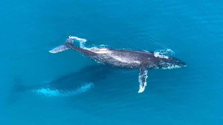 Image: Two whales swimming in the ocean, one under the surface and the other breached and spraying whale snot into the air.