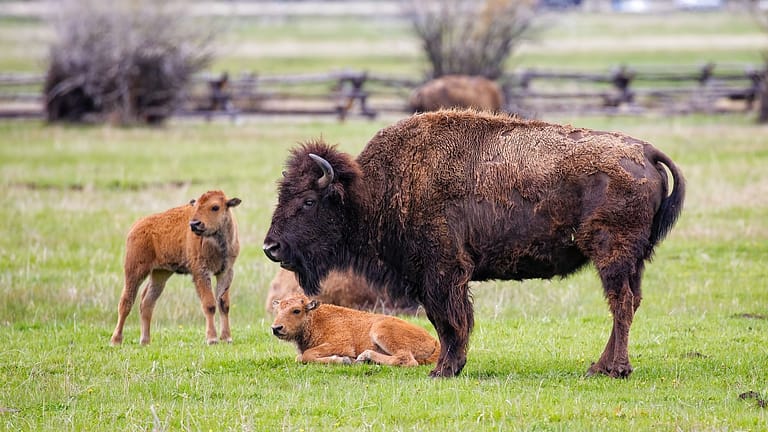 Image: One adult bison and two bison calves, roaming in a field of green grass.