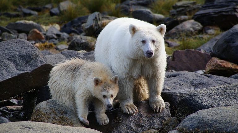 Image: Two white kermode bears by the river