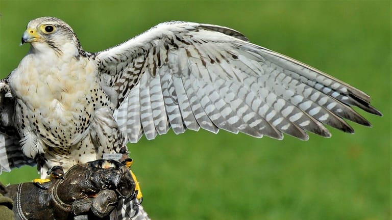 Image: Falcon on a handlers hand