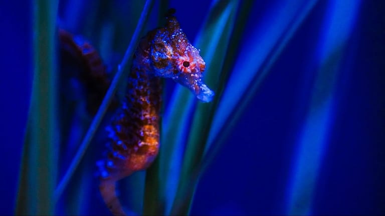 Image: sea horse peering out from branches