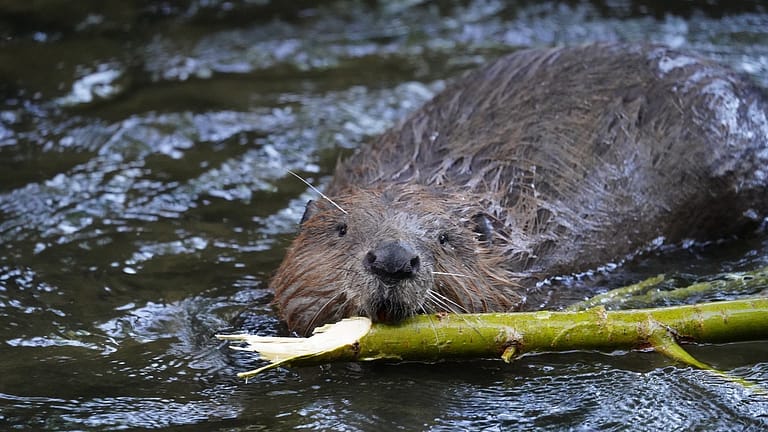 Image: A beaver swimming in a body of water, holding a stick in its mouth