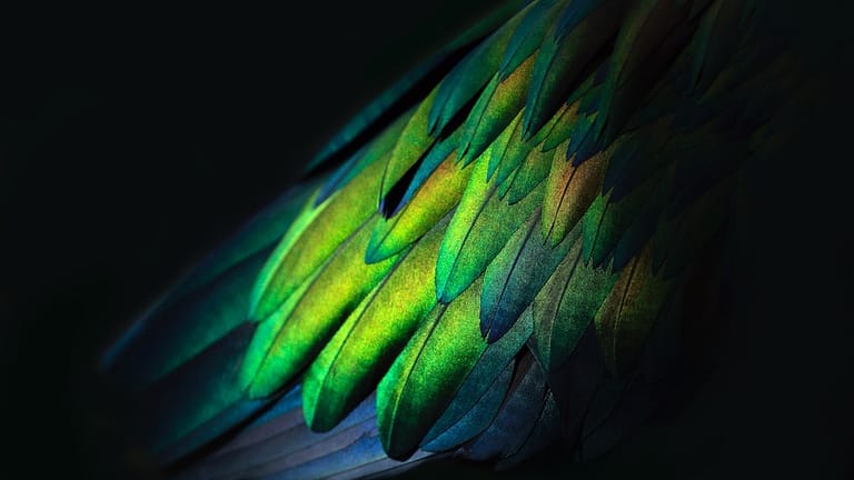 Image: Glowing feathers of a Nicobar Pigeon at Birdworld in Kuranda, Australia displaying their iridescence.