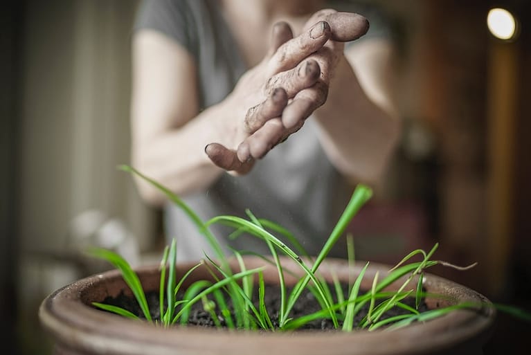 person's hands over green leafed plant