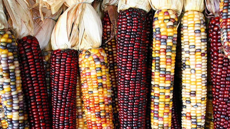 Image: Colorful varieties of heirloom corn laid out next to each other